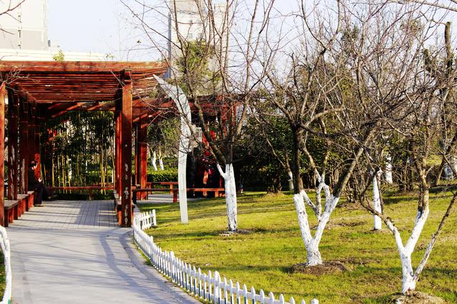 彭城视窗 看天下之:初冬的徐州植物园