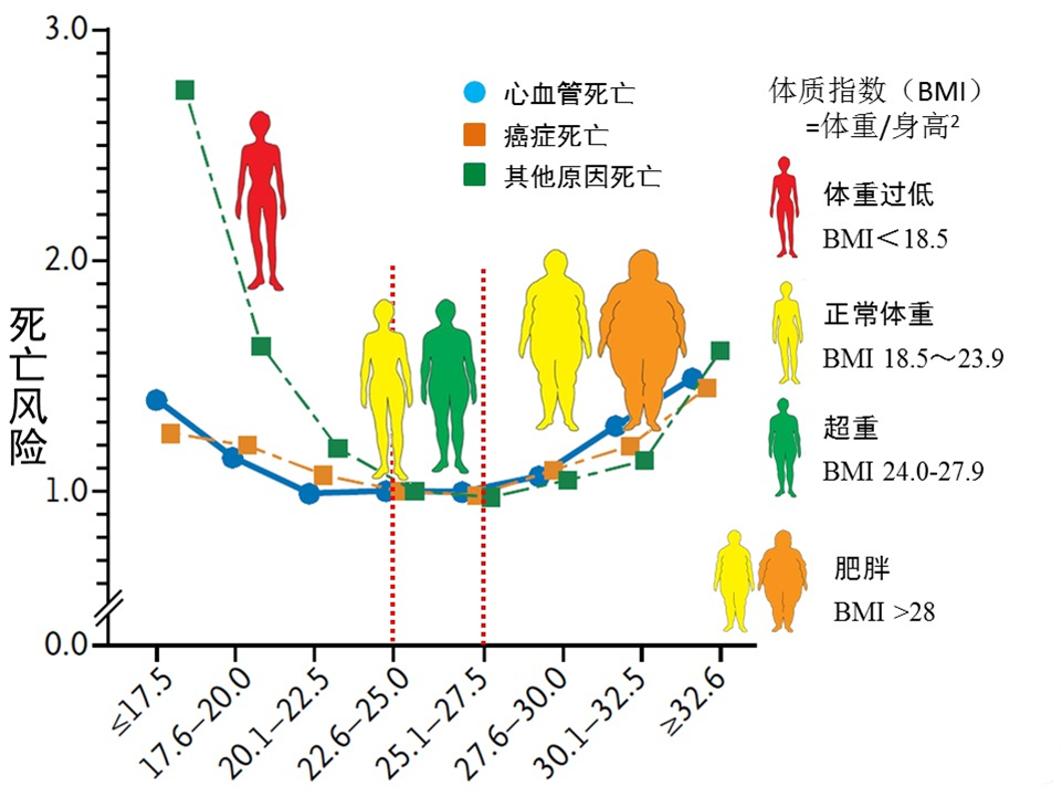 bmi指数