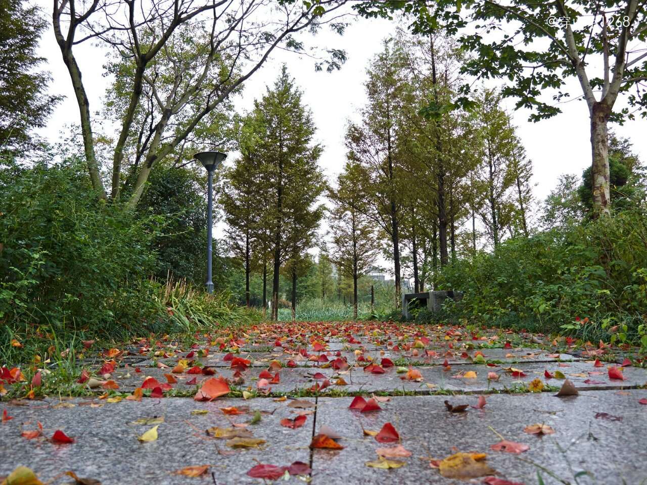 一场秋雨之后,石板小路上散落着树叶,轻轻走过,感受的是秋的意境.
