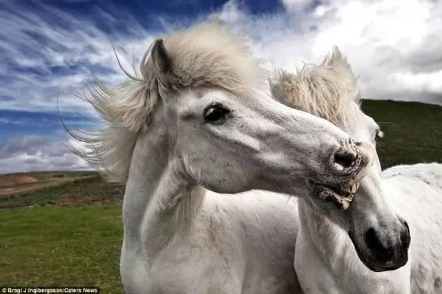 蓝天白云草地,和两匹白马.