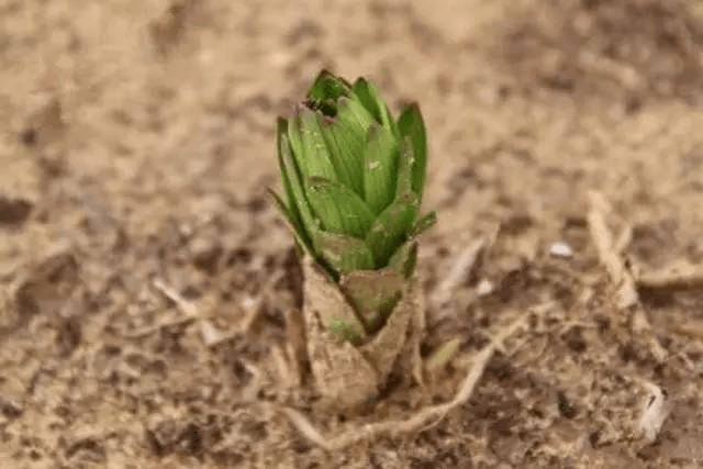 深度解析:小草的无限分身术