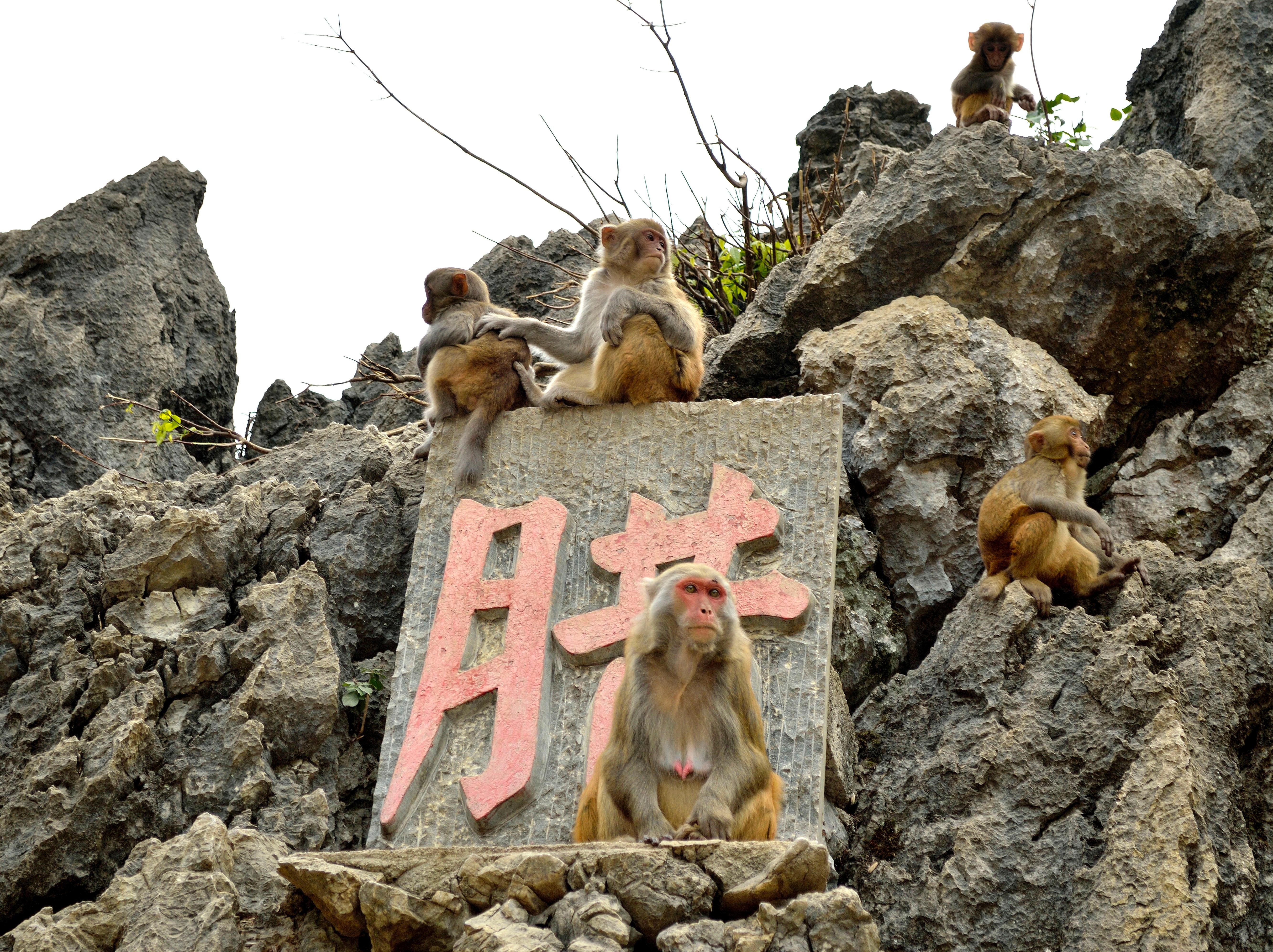 【峨眉山的猴子摄影图片】四川峨眉山生态摄影_一石看世界_太平洋电脑网摄影部落