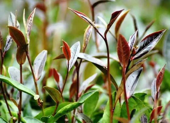 紫娟,紫芽茶中花青素对人有哪些影响?