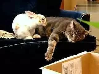 兔和猫|呐喊
