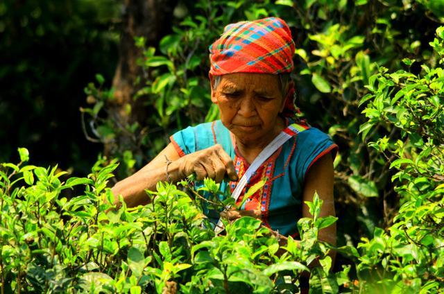 以茶当菜,那些你所没见过的西双版纳少数民族茶俗