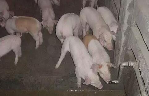 猪用发酵床怎么搞
