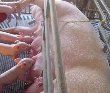 猪用发酵床怎么搞