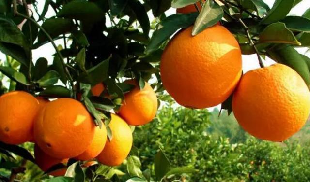 菜农叔:橙子比橘子到底好在哪,为什么那么贵?