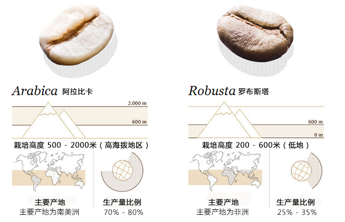 香气诱人,活泼明朗的酸度,质感幼滑:不容易有苦涩味,而咖啡因比罗布斯