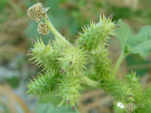 原来,本期所说的刺苍耳(spiny cocklebur),并不是古时传入中国的传统