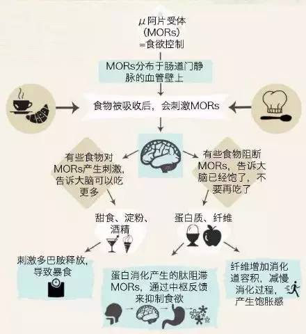 你的身体如何感知饥饱,进食相关的生理调节过程,了解你的食欲,并尝试