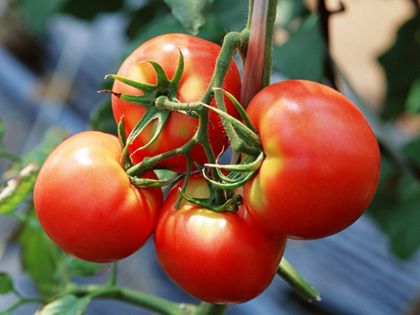 农民帮有机蔬菜:西红柿传说中的爱情果