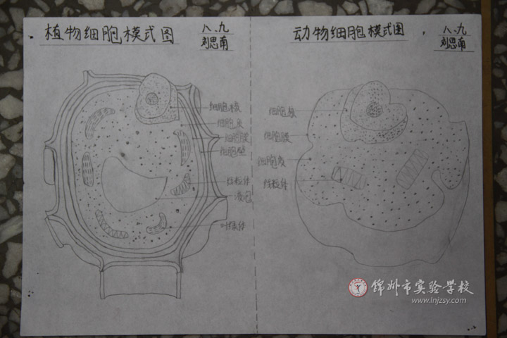 八年级生物绘图大赛获奖学生作品展(二等奖)