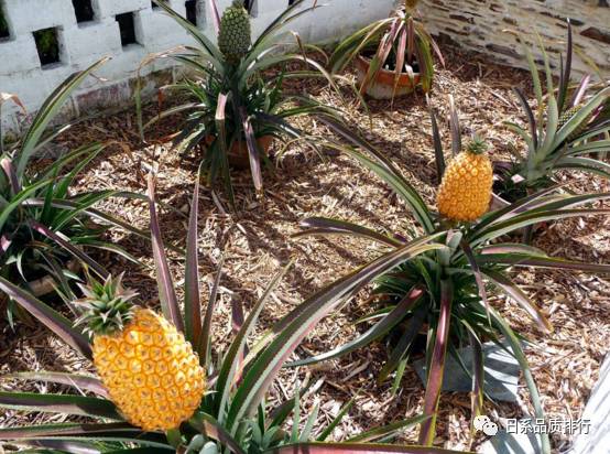 英国黑里根迷失花园菠萝