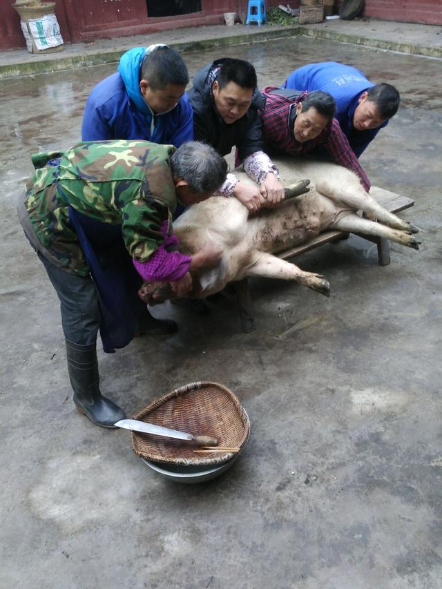 农村人,杀年猪有讲究,茶壶浇水 纸钱蘸猪红祭神