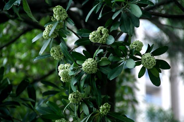 面条树丨聚花成球压枝头芳香四溢喜路人