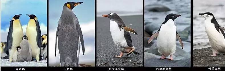 全世界的企鹅共有18种 傻傻分不清楚,戳图,涨姿势↓↓ 图片来自网络