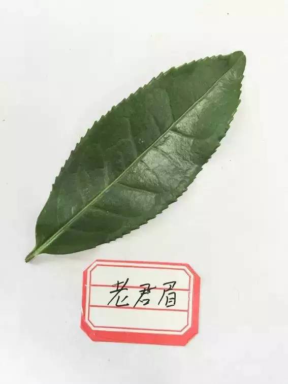 武夷名丛荟老君眉