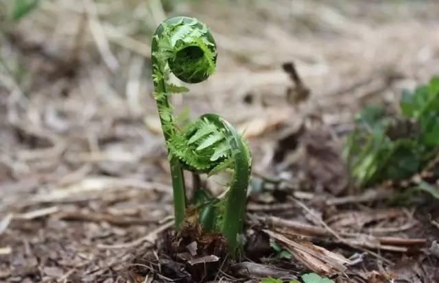 四川农村常吃的40种野菜,你吃过几种呢?