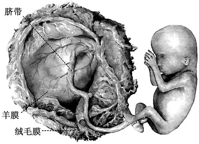 右下角的图是怀孕三个月的解剖图,在这个时候有几个比较重要的表征,一