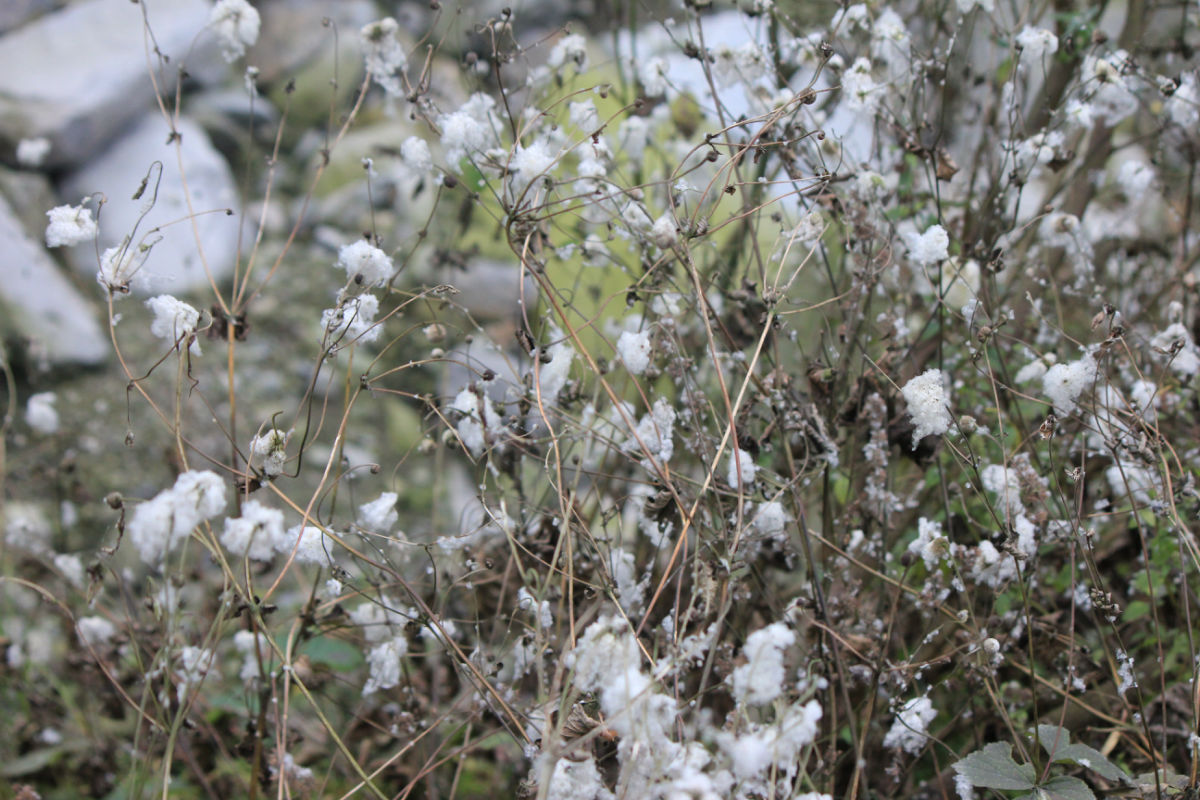 乐山农村有一种植物叫"野棉花",没想到它的作用竟如此