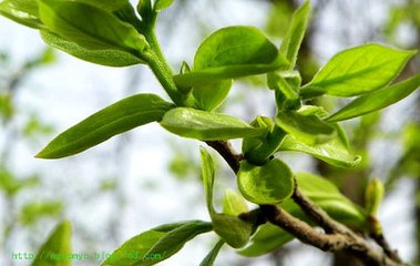 绿色健康保健饮品-桐华沟柿叶茶