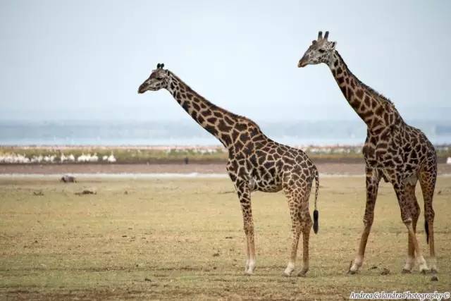 坦桑尼亚最好的十大国家公园特辑,附超详细资