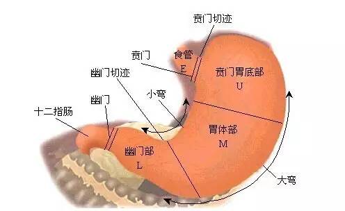 胃的原理是什么_胃左边是什么器官(3)