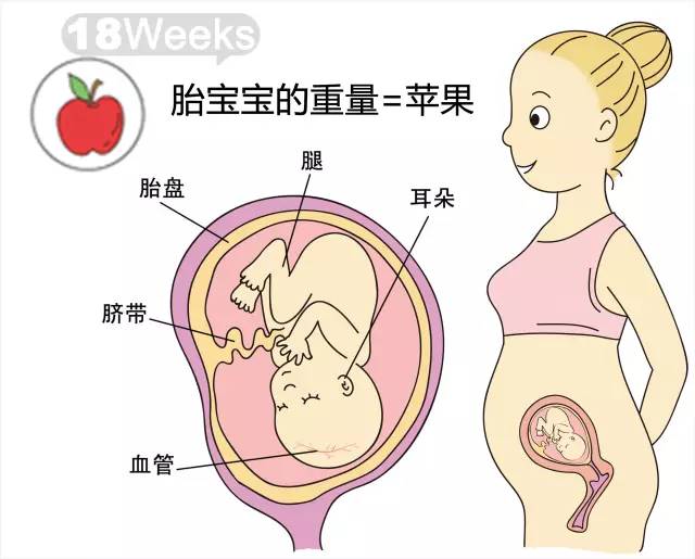 孕期麻麻|孕18周胎儿发育和妈妈变化