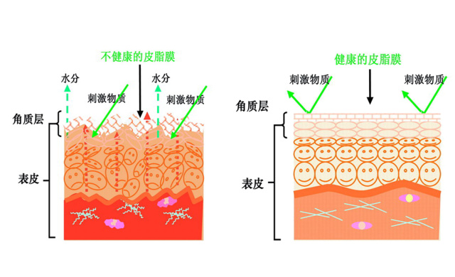 皮脂膜和表皮的最外两层—角质