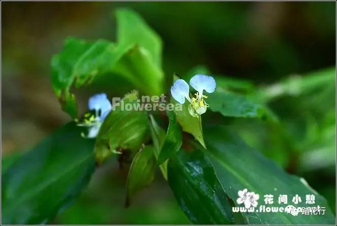 13,大苞鸭跖草commelina paludosa   鸭跖草科鸭跖草属