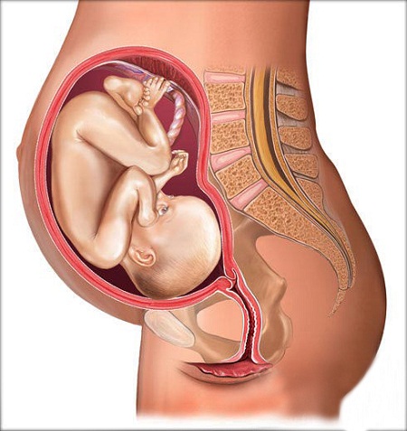 怀孕八个月的时候胎儿有多大?怀孕八个月注意事项又是什么呢?接下