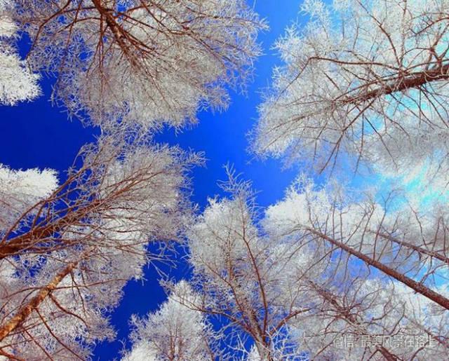 雾凇是冬天大自然送给人类的一道最具特色的风景,真是" 江堤雪柳,玉树