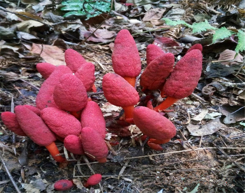 这种植物叫回春草,产自于滇西北和藏东南地区,听其名字,大概就知道它