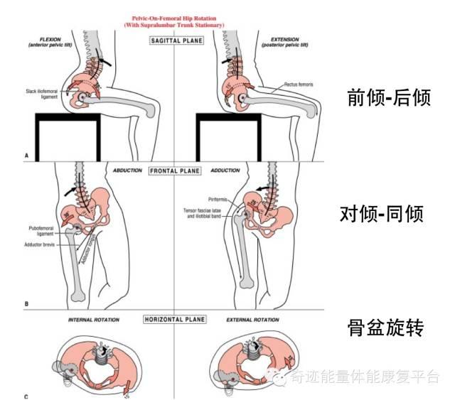 当骨盆相对股骨在水平面的旋转,是围绕纵轴旋转的.