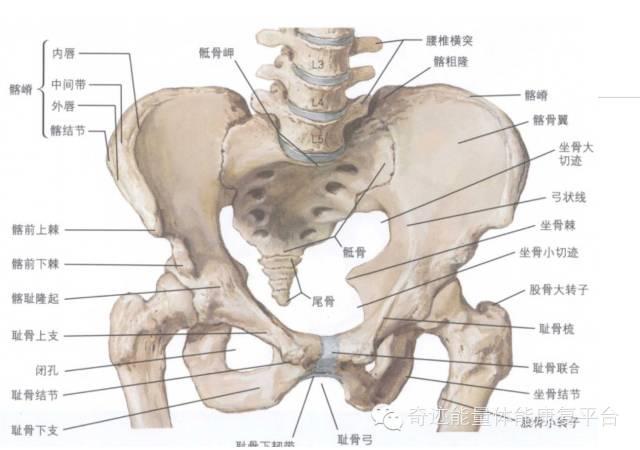 髋关节是多轴性的球窝关节,由股骨的股骨头和骨盆的髋臼两部分组成.