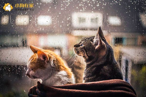 美哭 下雨天两只猫咪窗边看雨美照