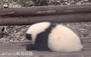 我们诞生在四川丨谁说四川大熊猫的头型像旺财?滚滚哭