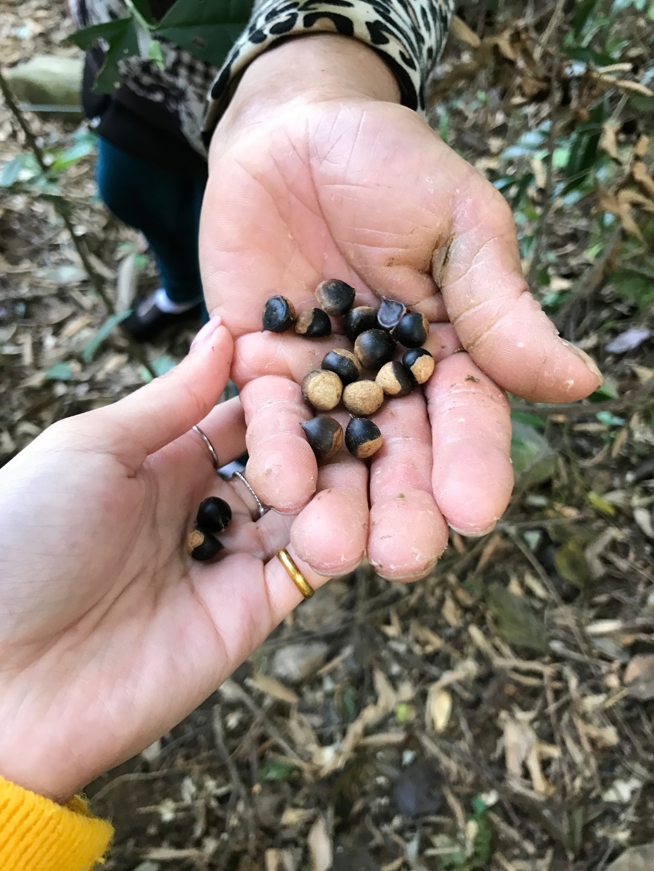 【"雨"你同游之良口下溪】捡山间椎子,踏溪水,品美味豆腐花~你想要吗?