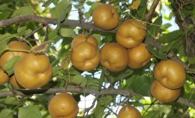 其它 正文  石岩沙梨 沙梨是深圳主要的特色水果之一,主要分布在北半