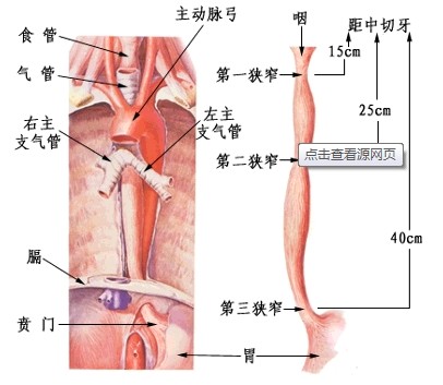 食管癌病人口水_食管癌晚期病人图片(2)