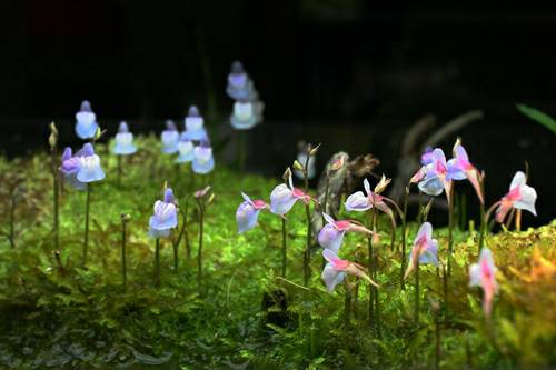 蒲包花独叶草!有没有一种打发点的感觉