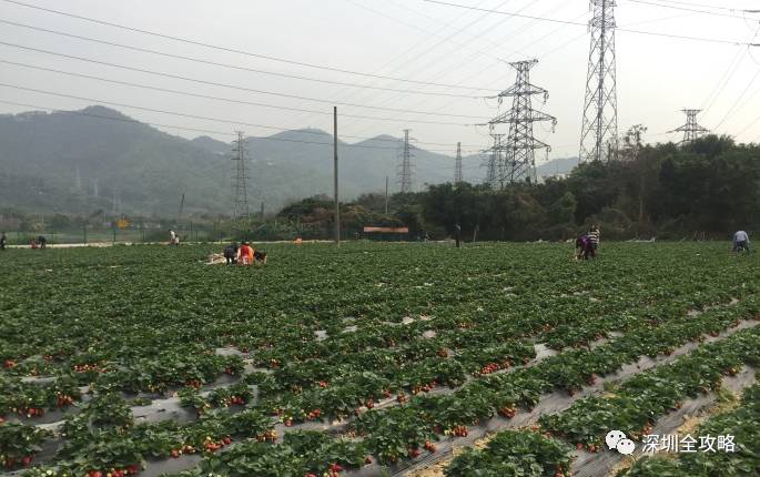 凤凰山草莓园采摘路线:光明农场总站,光明酒楼站,325路,301路,m215