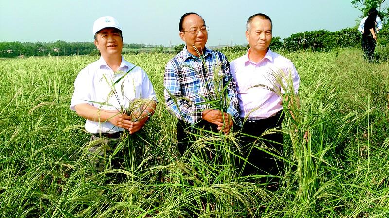 提起海水稻你只知道袁隆平却不知道陈日胜