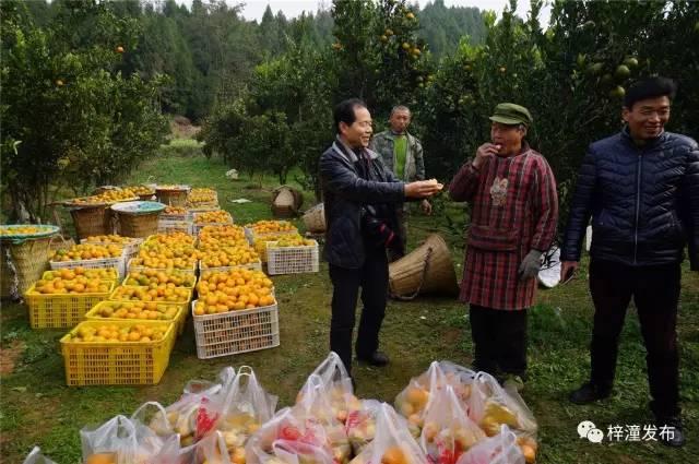 来自成都,广元的农产品经纪人来到田间地头收购柑橘