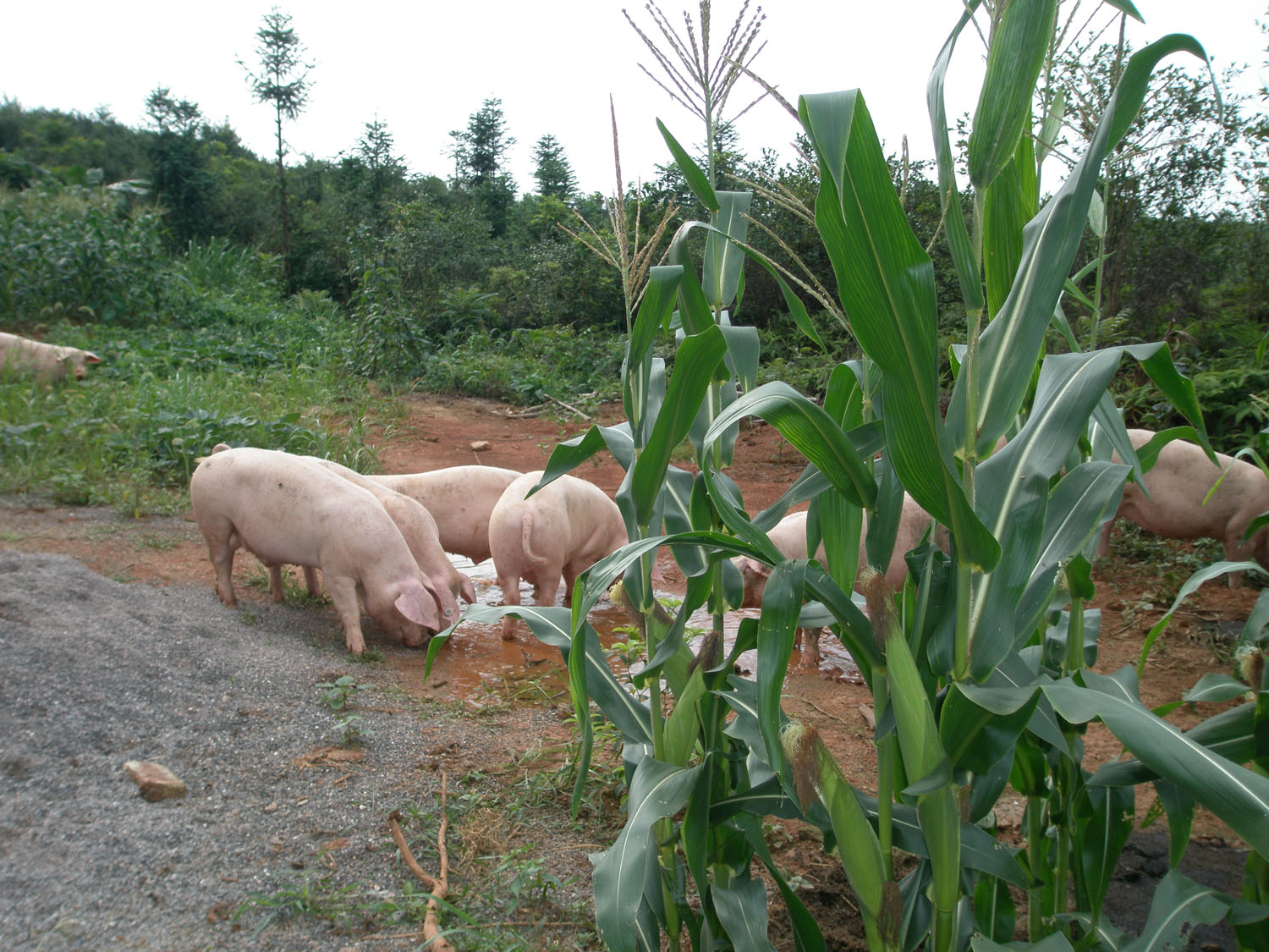 原生态放养式本地土猪出售 - 牲畜 - 桂林分类信息 桂林二手市场