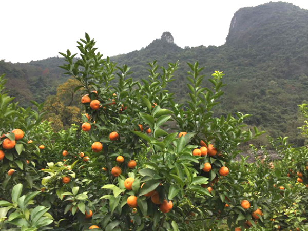 《中国农资秀》走进广西桂林,探秘沙糖橘