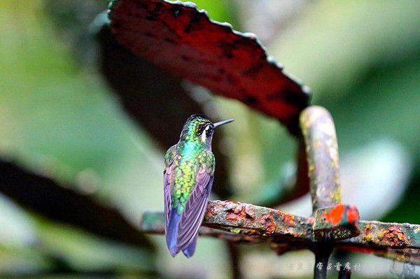  Monteverde Attractions: A Tropical Paradise of Adventure and Wildlife