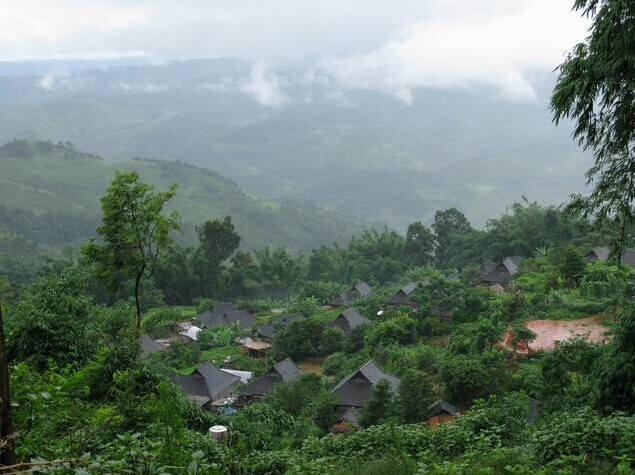 让人情有独钟的倚邦普洱茶山