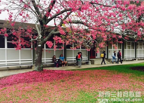 2017年中国教育部认可的新西兰大学名单最新